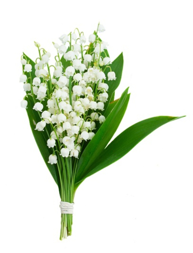 flowers carnations 