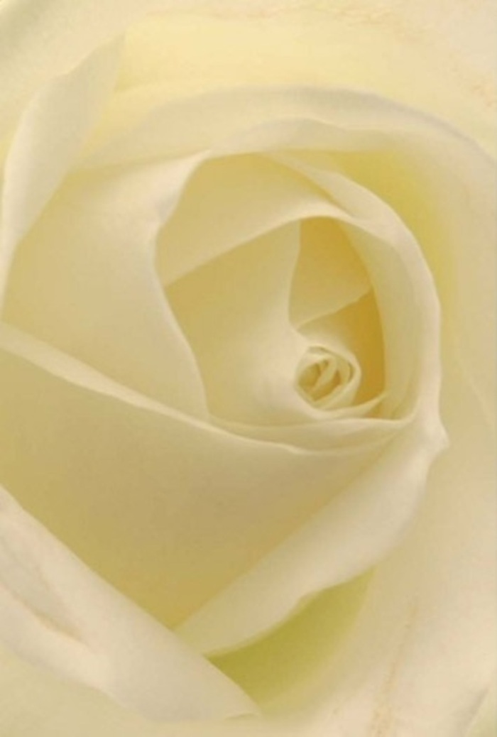 From within the thoughtful composition designed in New Southgate's own flower shop, this pure white rose captivates with its interplay of tranquillity and refined layering. Petals in assorted shades of white and cream blend seamlessly under a soft, ambient light, as if kissed by the first rays filtering over New Southgate's garden squares. The bloom radiates delicate illumination from within, lending an ethereal character befitting treasured weddings, apologies, or important milestones gently celebrated across the local community. The precision of its spiraled centre signals purity and resilience, celebrating both nature's ingenuity and the craft of seasoned New Southgate florists. Subtle gradations of colour and shadow lift the rose's visual texture, while its unspoken scent-clean and inviting-conjures peaceful moments spent with friends or family, whether in Fox Lane neighbourhood or along the avenues of New Southgate. The flower is a fitting companion for any sentiment, possessing quiet sophistication and the power to comfort or inspire, regardless of the occasion.